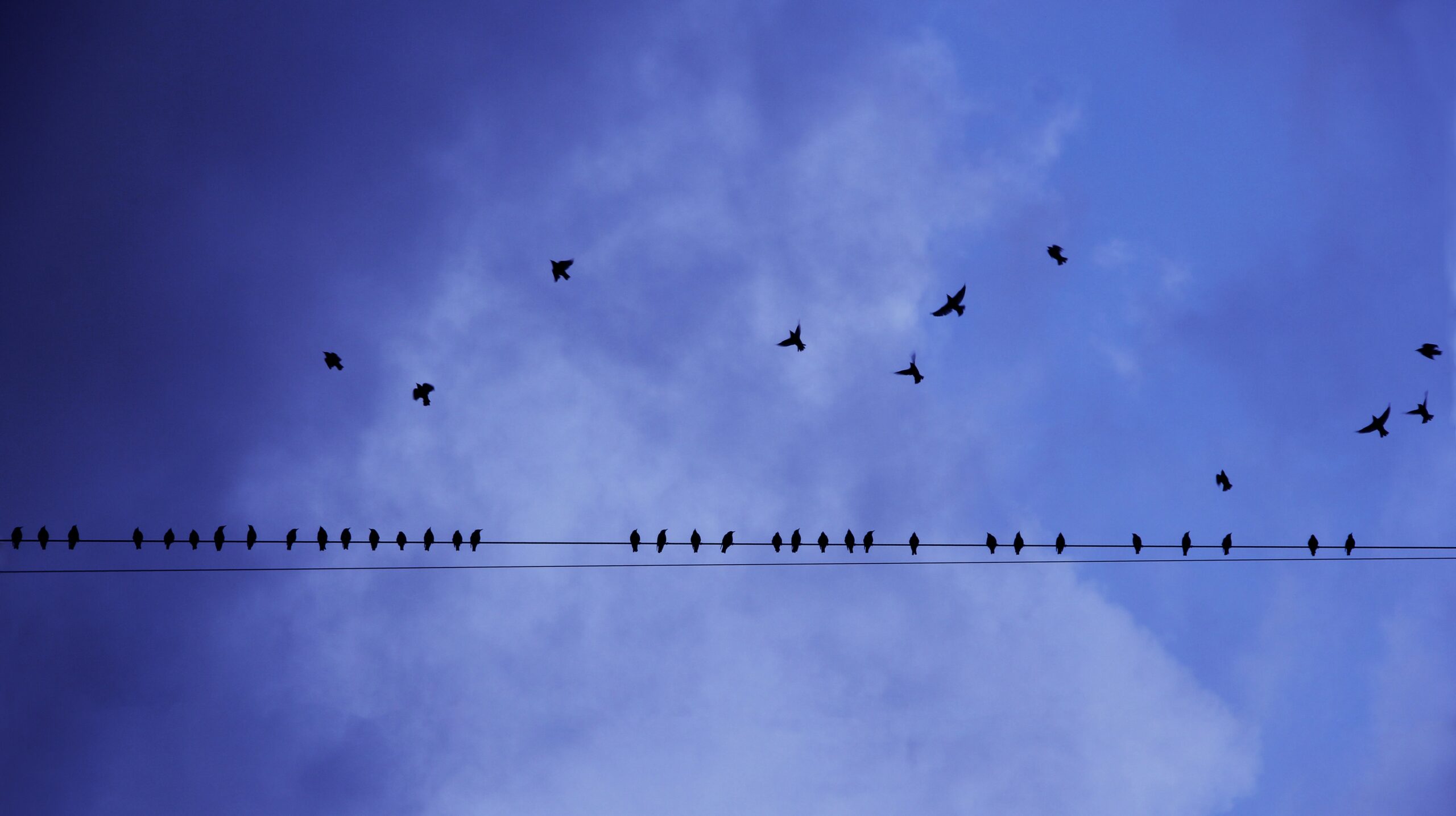 Silhouette photography of birds in flight and perched on electricity line 